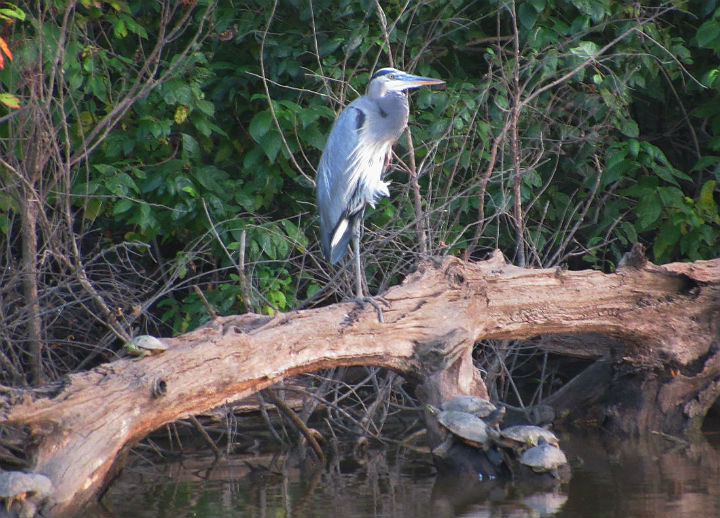 Great Blue Heron